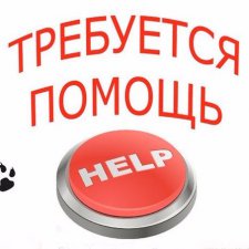 Нужна помощь в росписи по фарфору