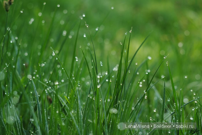 Весенняя зелень для красавиц BFC | Бэйбики Весенняя зелень для красавиц BFC