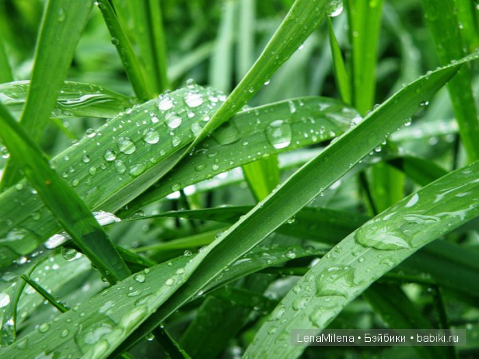 Весенняя зелень для красавиц BFC | Бэйбики Весенняя зелень для красавиц BFC (фото 7)