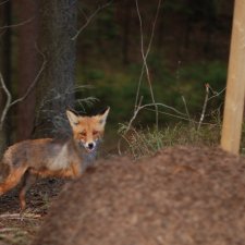 Как медведь в лесу повстречал лису