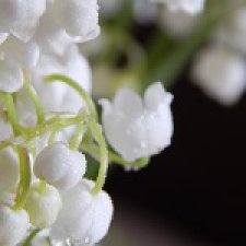 Ландыши, ландыши! Светлого мая привет