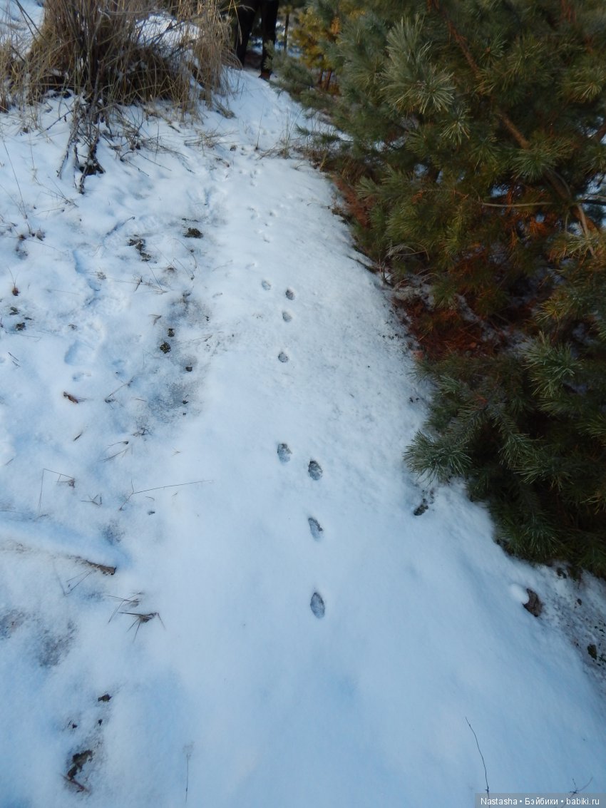 Дачные зарисовки — Болталка и разговоры обо всем: жизнь (фото 10)