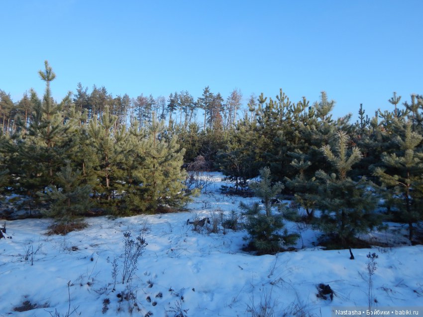 Дачные зарисовки — Болталка и разговоры обо всем: жизнь (фото 6)