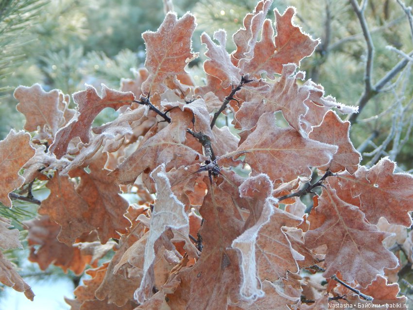 Дачные зарисовки — Болталка и разговоры обо всем: жизнь