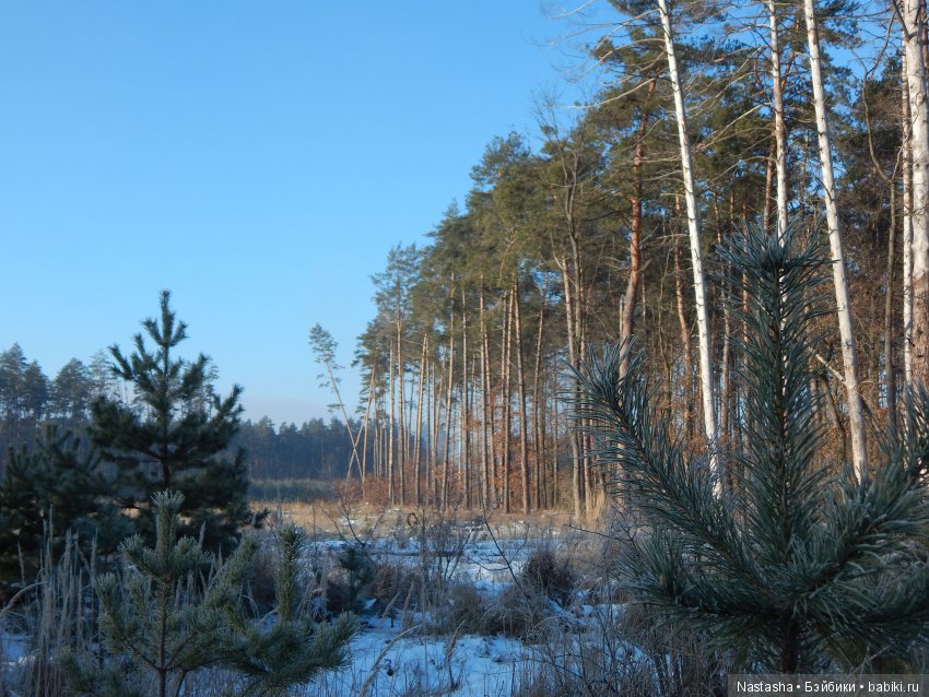 Дачные зарисовки — Болталка и разговоры обо всем: жизнь (фото 5)