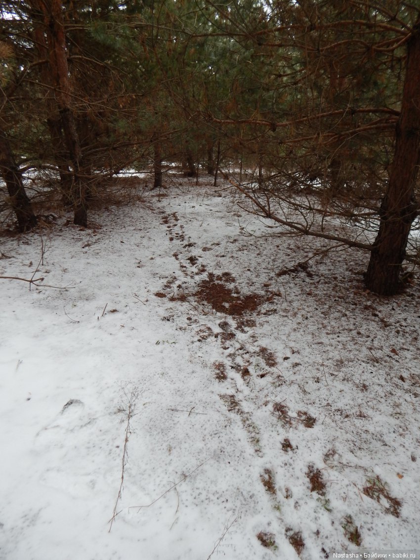 Дачные зарисовки — Болталка и разговоры обо всем: жизнь (фото 8)