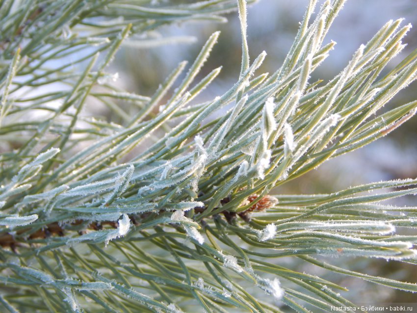Дачные зарисовки — Болталка и разговоры обо всем: жизнь