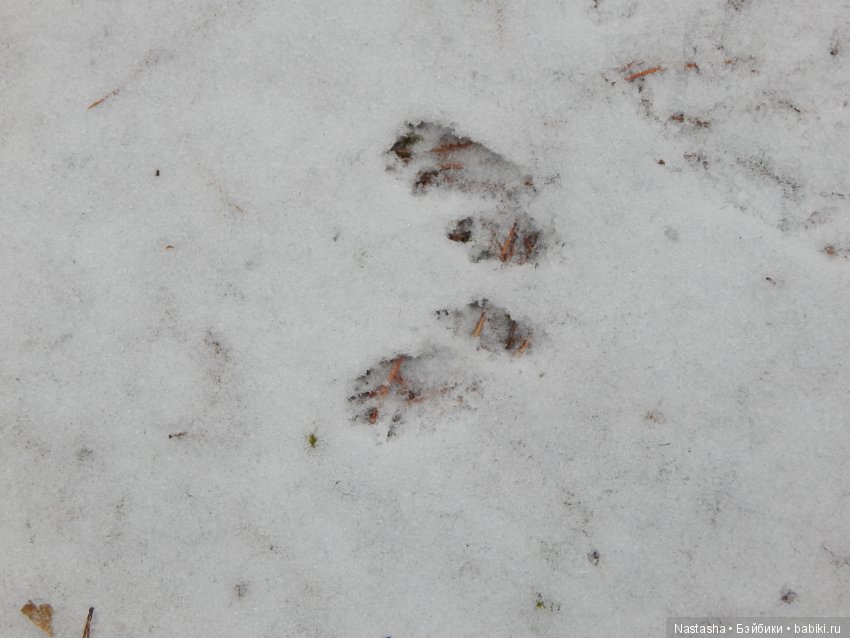 Дачные зарисовки — Болталка и разговоры обо всем: жизнь