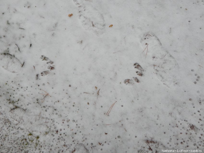 Дачные зарисовки — Болталка и разговоры обо всем: жизнь