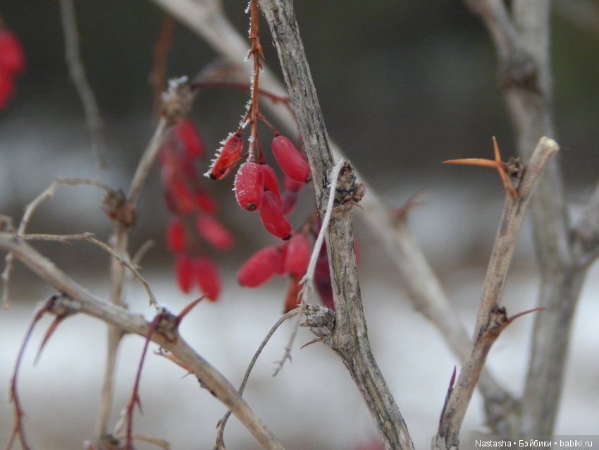Дачные зарисовки — Болталка и разговоры обо всем: жизнь