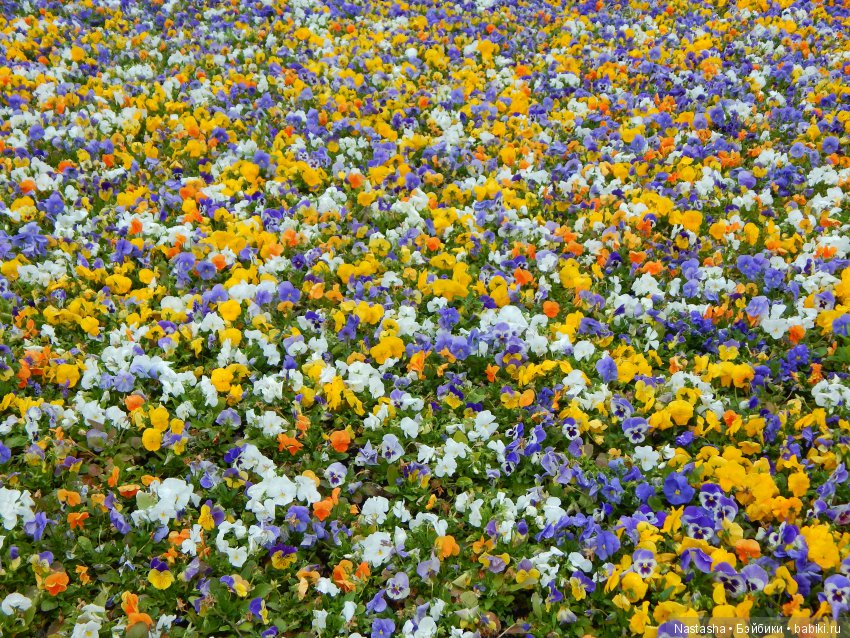 Моана на выставке Модна Лялька-2018 в Харькове