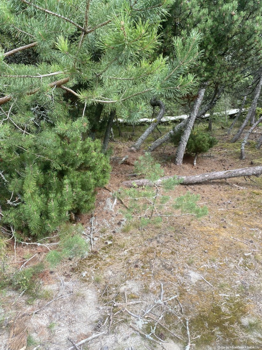 Балтийское путешествие — Туризм и путешествия: фотоотчеты из поездок