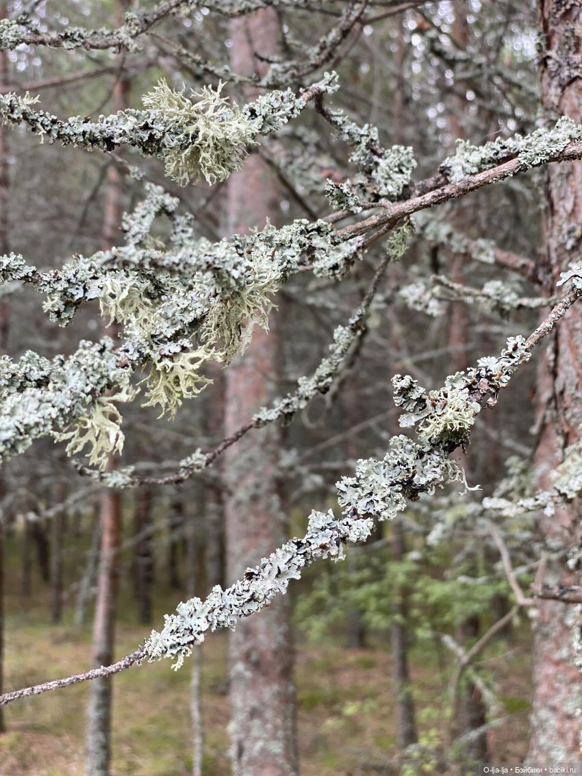 Балтийское путешествие — Туризм и путешествия: фотоотчеты из поездок