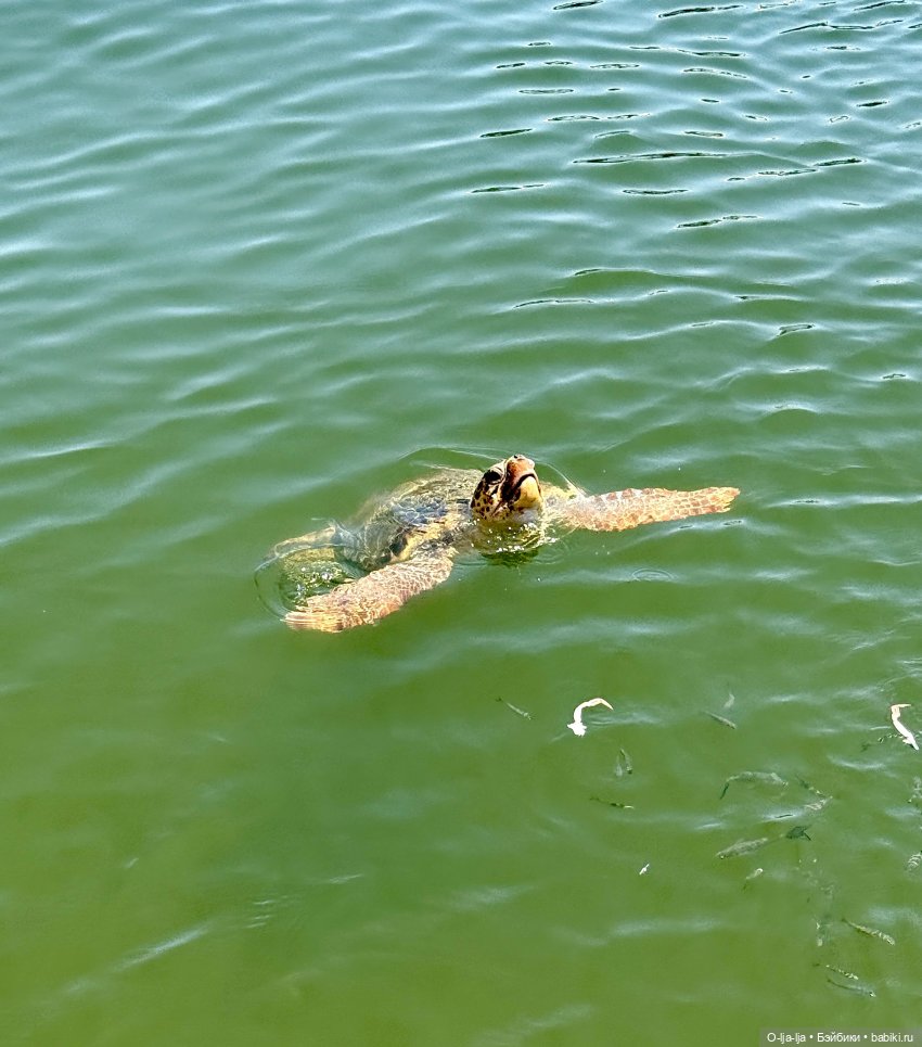 Бодро по Бодруму — Туризм и путешествия: фотоотчеты из поездок