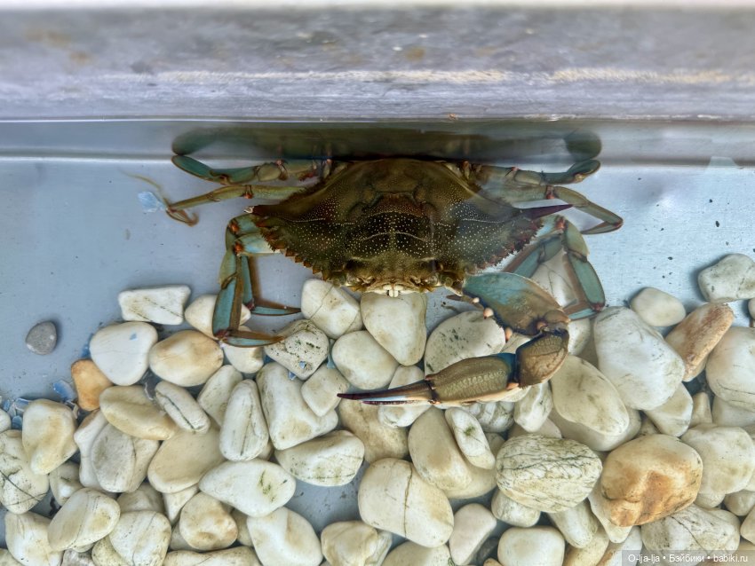 Бодро по Бодруму — Туризм и путешествия: фотоотчеты из поездок