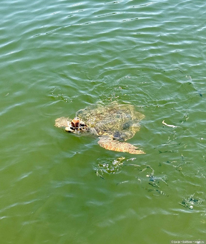 Бодро по Бодруму — Туризм и путешествия: фотоотчеты из поездок