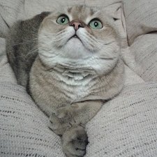 Беспроигрышная тема - котики, но мои особенные