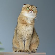 Опять котики. "Это все МА-Е!!"