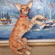 Кот от  Александры Ланик