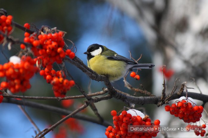 Синичка. Сибирь Синичка. Сибирь