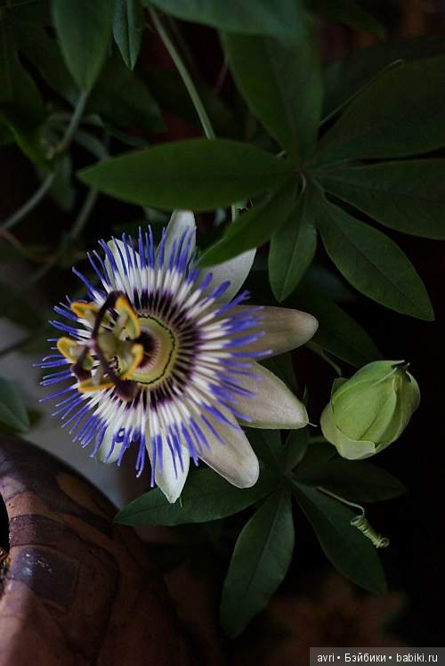 Мой разноцветный Белый шар. Часть 3. Две Берлин - две кукольные судьбы (фото 3)