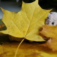 Размышления Фани. Авторская игрушка