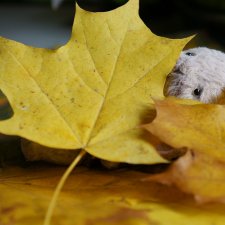 История маленькой Стеши. Часть 4. Стеша и медведь. / Авторская игрушка