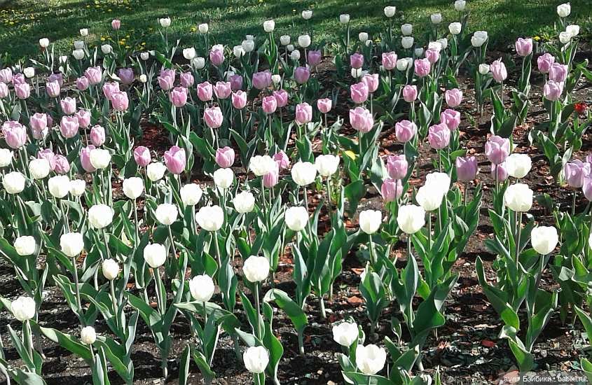 Благие намерения Вики/ Авторская игрушка (фото 6)