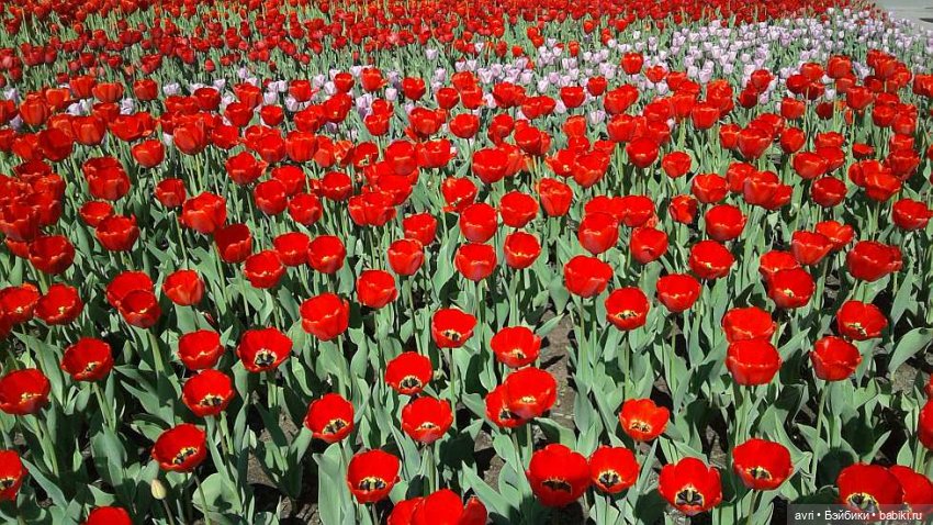 Нет, ты не летчик, Вики! Авторская игрушка