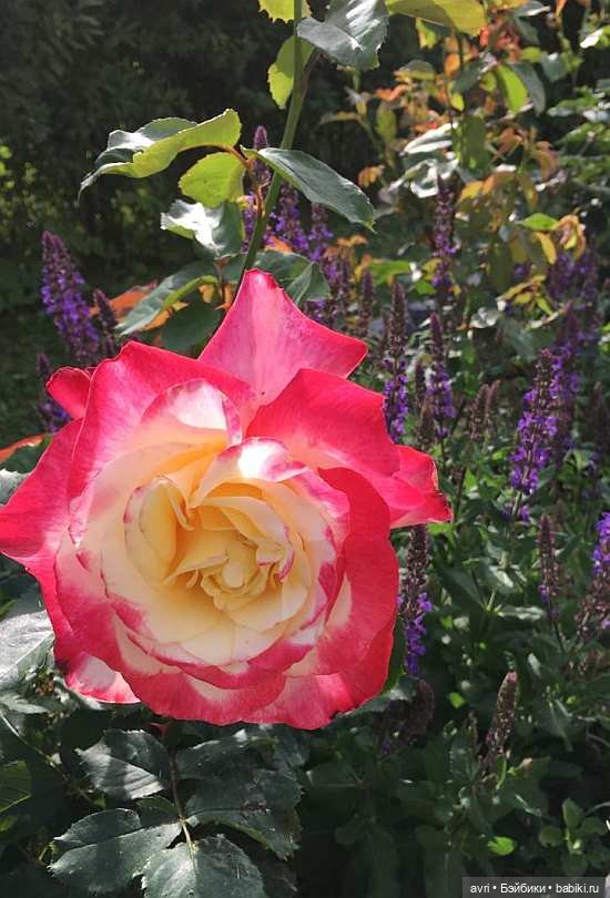 Где живут дюймовочки / Robert Tonner Effanbee "Wee Patsy Basic Blonde" 2007 (фото 9)