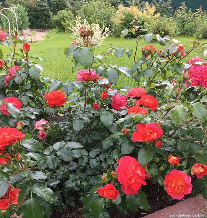 Где живут дюймовочки / Robert Tonner Effanbee "Wee Patsy Basic Blonde" 2007 (фото 6)