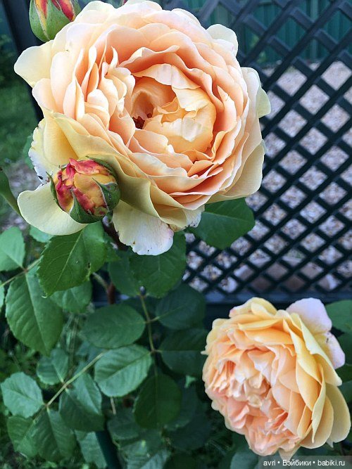 Где живут дюймовочки / Robert Tonner Effanbee "Wee Patsy Basic Blonde" 2007 (фото 10)