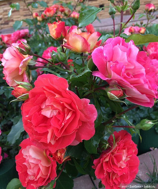 Где живут дюймовочки / Robert Tonner Effanbee "Wee Patsy Basic Blonde" 2007 (фото 8)