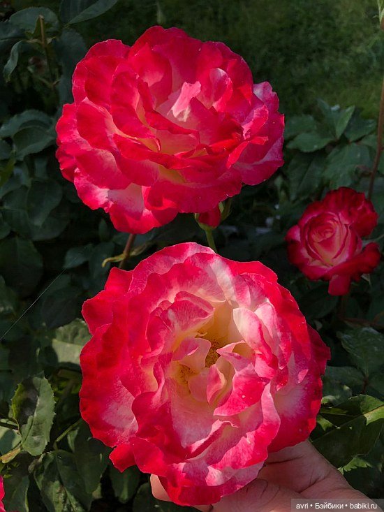 Где живут дюймовочки / Robert Tonner Effanbee "Wee Patsy Basic Blonde" 2007. Часть 2 (фото 2)