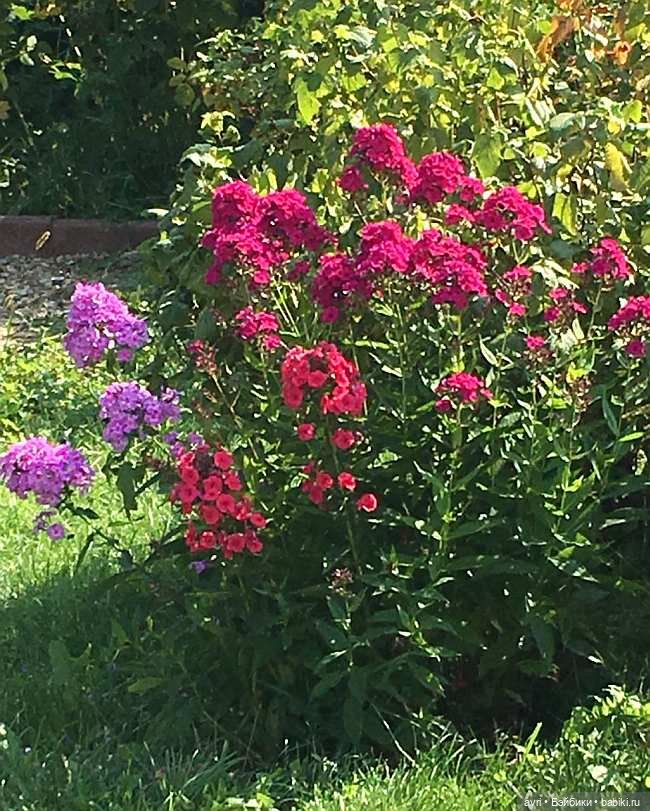 Где живут дюймовочки / Robert Tonner Effanbee "Wee Patsy Basic Blonde" 2007. Часть 3 (фото 2)