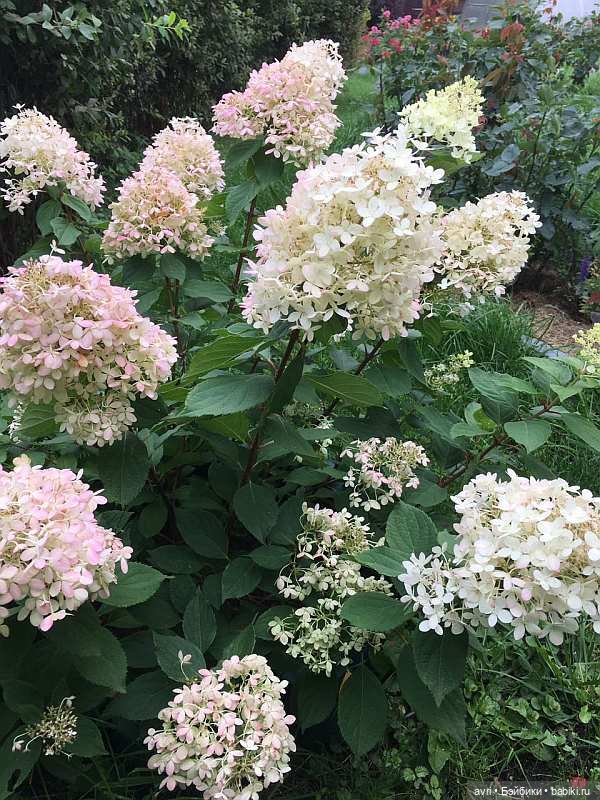 Где живут дюймовочки / Robert Tonner Effanbee "Wee Patsy Basic Blonde" 2007. Часть 3