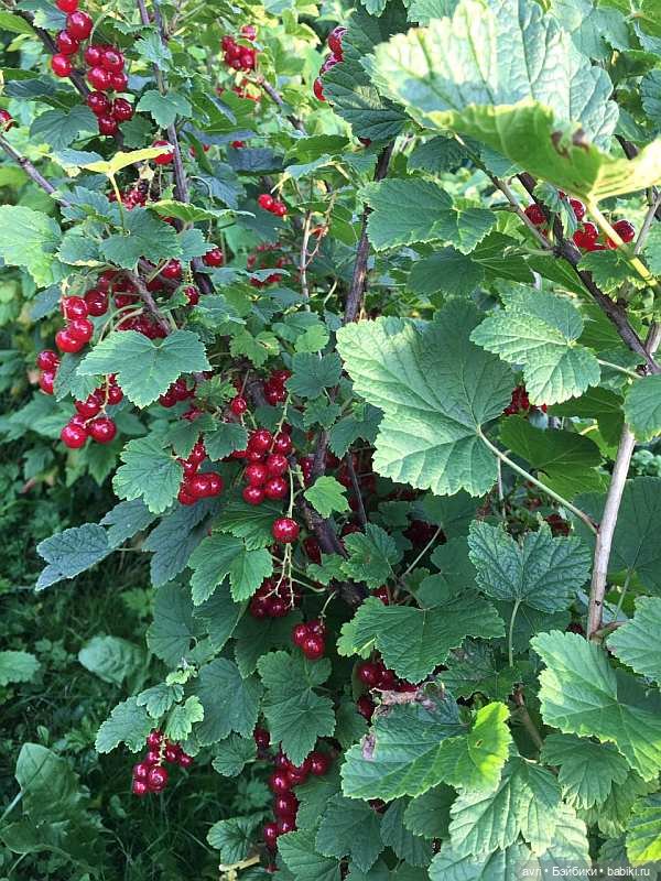 Где живут дюймовочки / Robert Tonner Effanbee "Wee Patsy Basic Blonde" 2007. Часть 3 (фото 4)