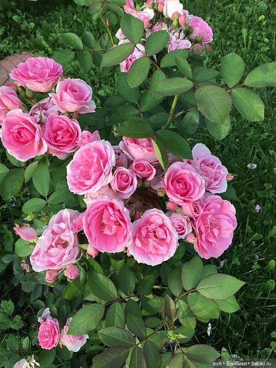 Вокруг света на ишаке или Почта плюс таможня. Часть 1 (фото 2)