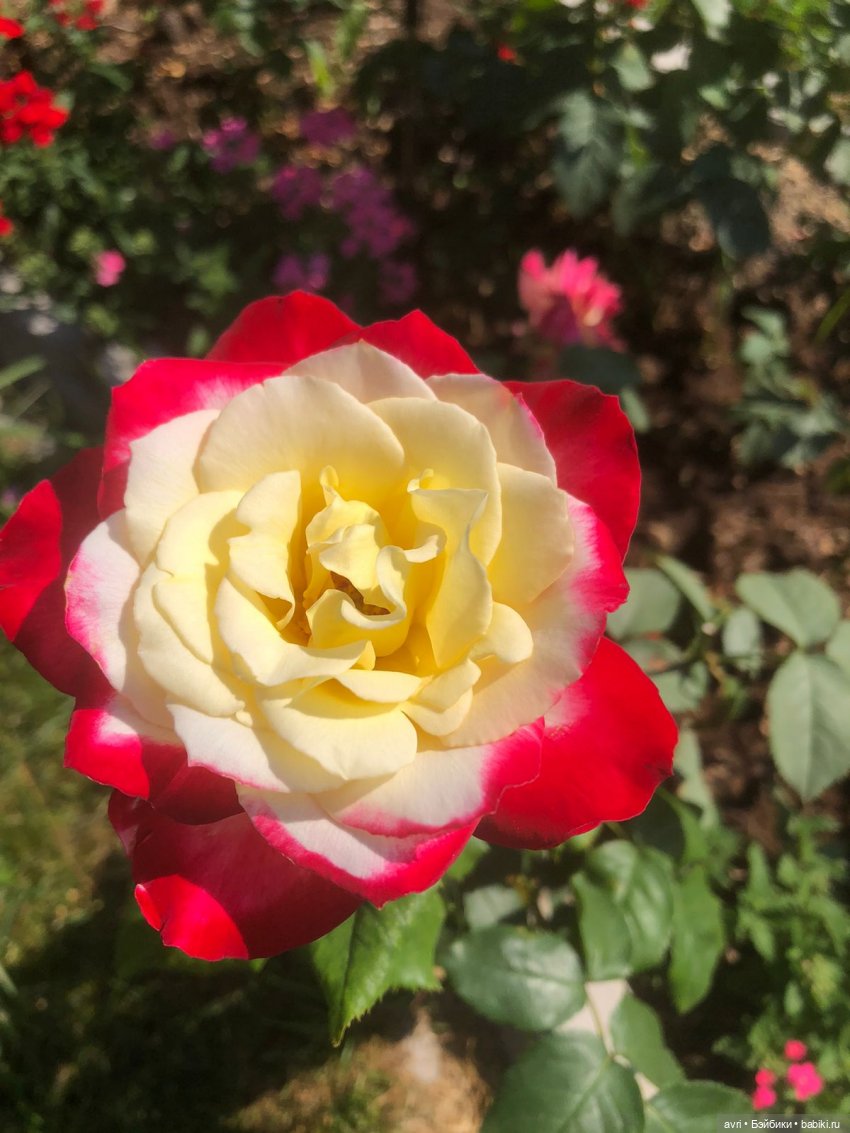 "Понаехавшие"... или Плюшечки-птички-синички прилетели (фото 7)