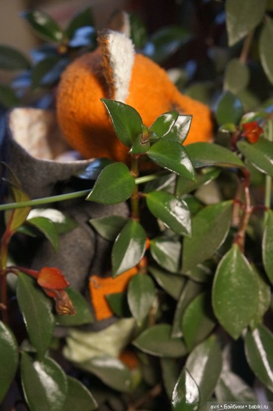 Превратности лисьих судеб