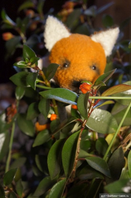 Превратности лисьих судеб (фото 2)