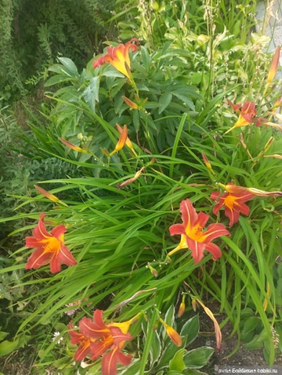 Цвет радости, или Оранжевое небо, оранжевое солнце. Часть 2