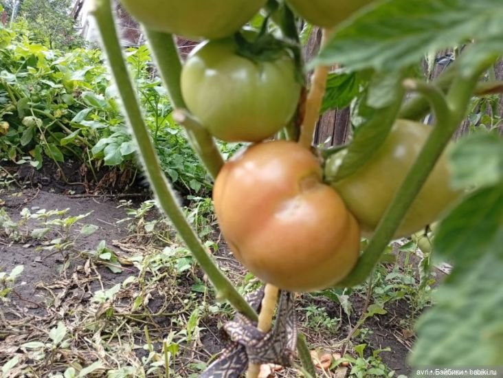 Цвет радости, или Оранжевое небо, оранжевое солнце. Часть 2 (фото 4)