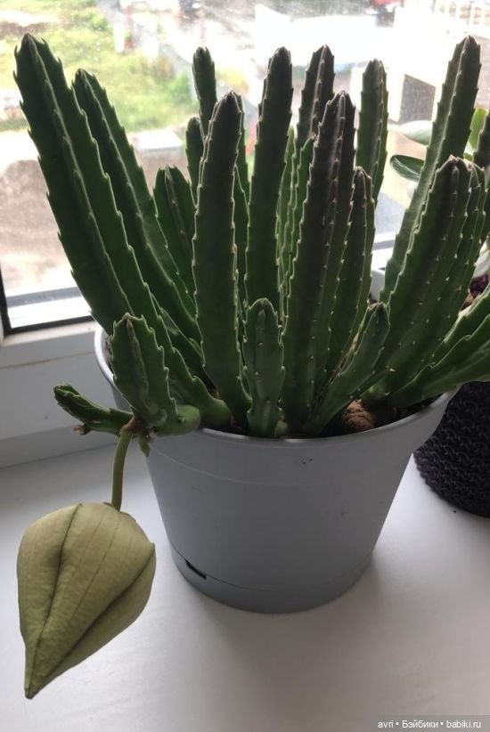 Цвет радости, или Оранжевое небо, оранжевое солнце. Часть 2 (фото 8)