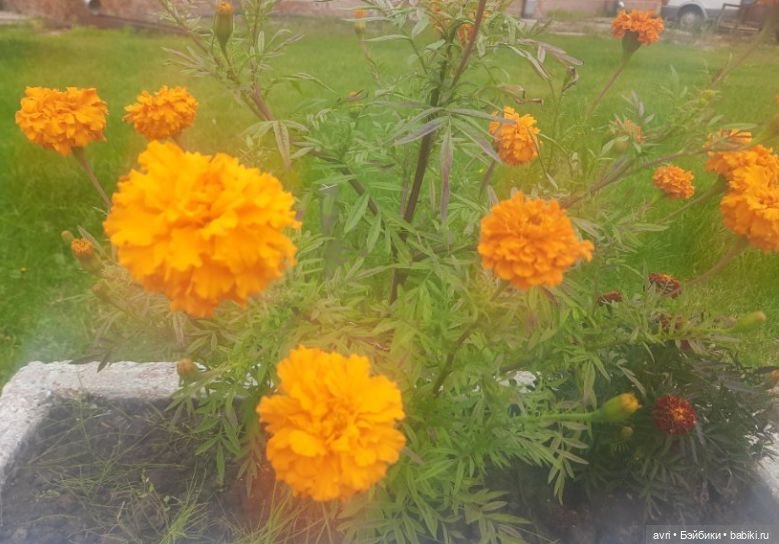 Цвет радости, или Оранжевое небо, оранжевое солнце. Часть 2 (фото 2)