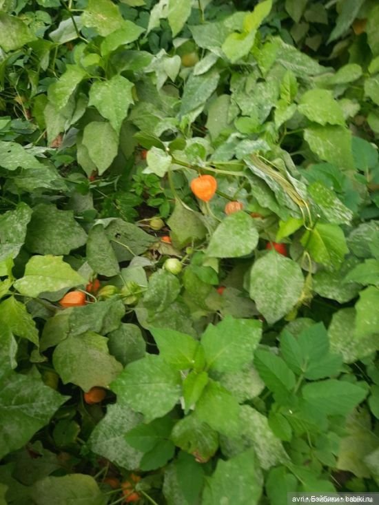 Цвет радости, или Оранжевое небо, оранжевое солнце. Часть 2 (фото 3)