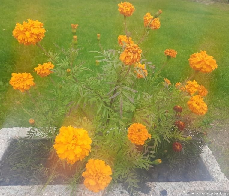 Цвет радости, или Оранжевое небо, оранжевое солнце. Часть 2 (фото 7)