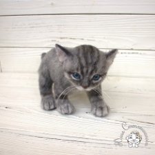 Серый котенок