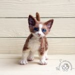 Котенок кудрявый Девон-рекс