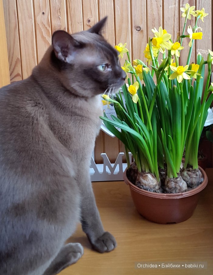 Весенние Мари Крузе и цветы